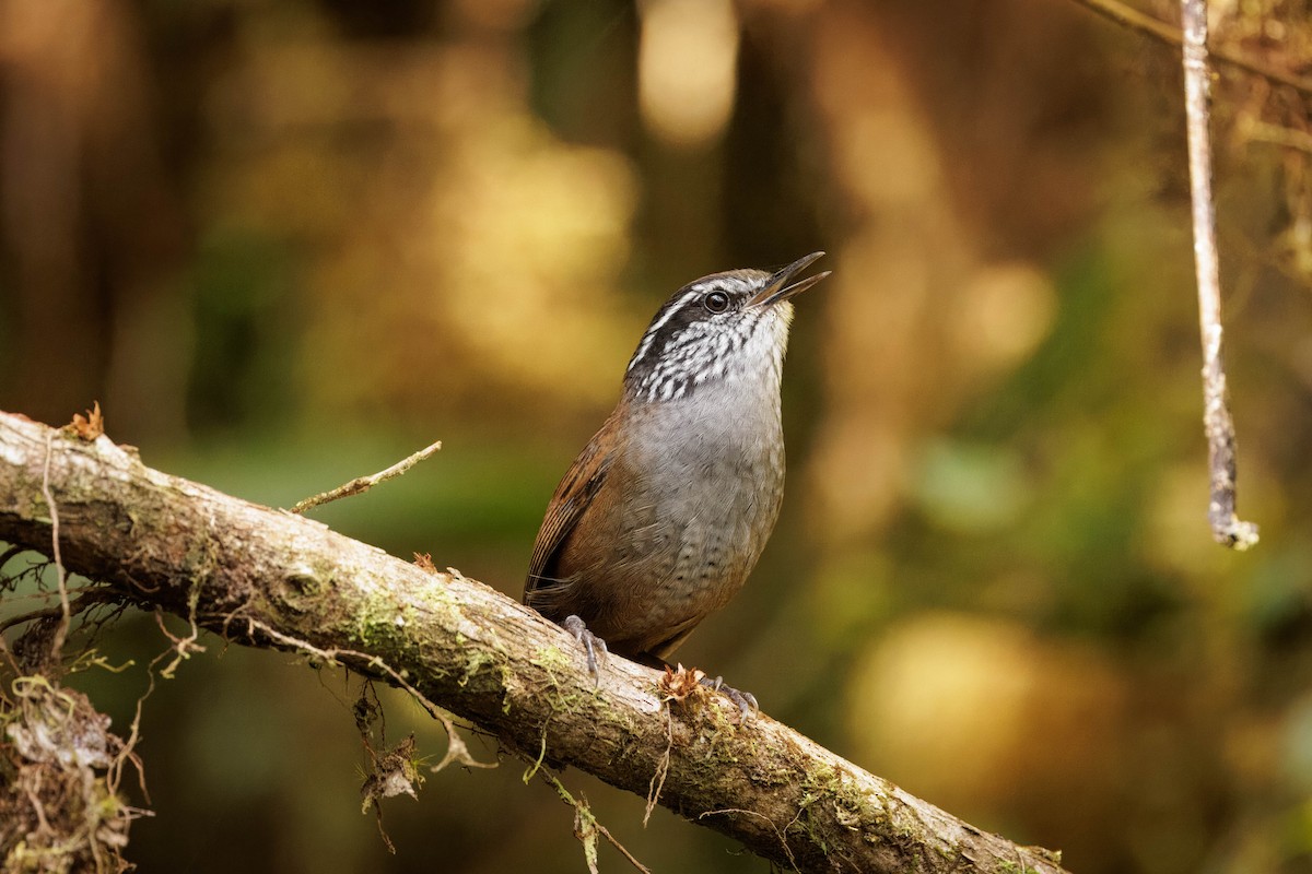 Munchique Wood-Wren - Hans Wohlmuth