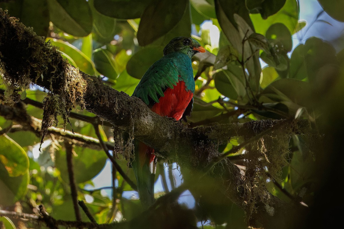 Golden-headed Quetzal - ML614030455