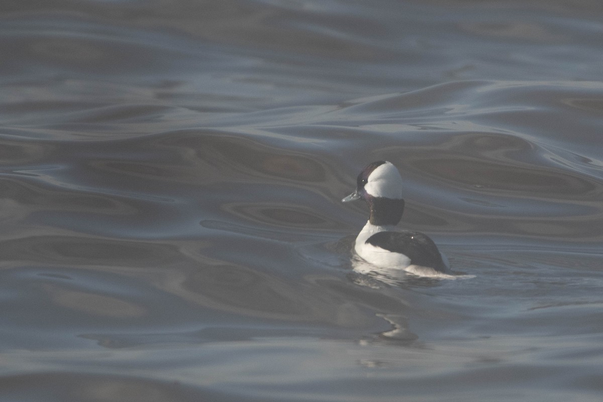 Bufflehead - ML614030535