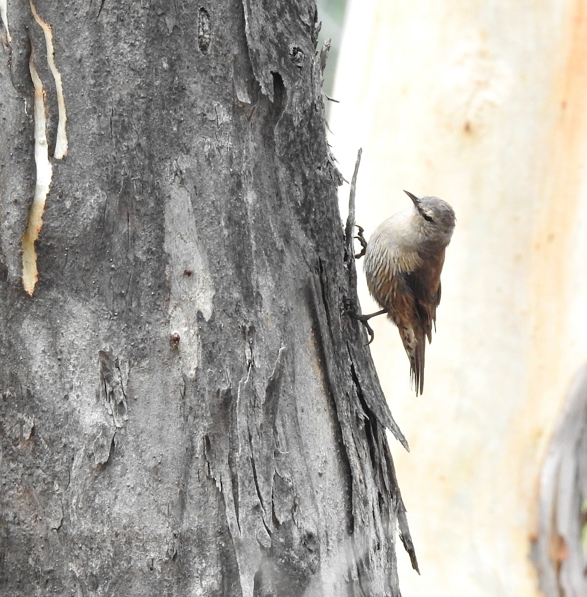 Brown Treecreeper - Helen Li