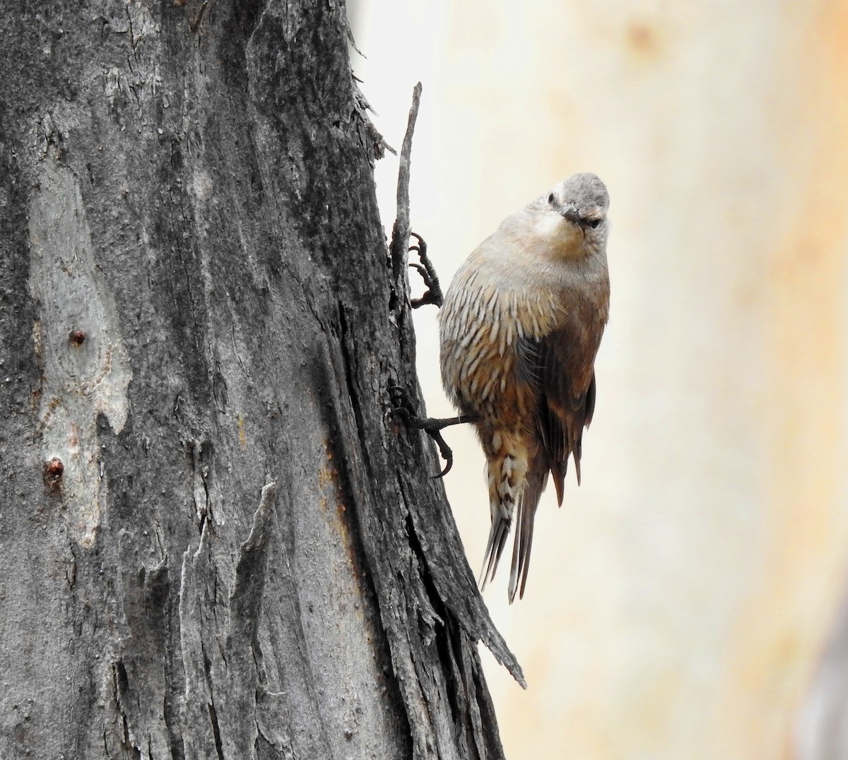 Brown Treecreeper - ML614030552