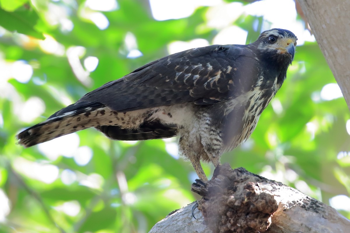 Common Black Hawk - ML614030584