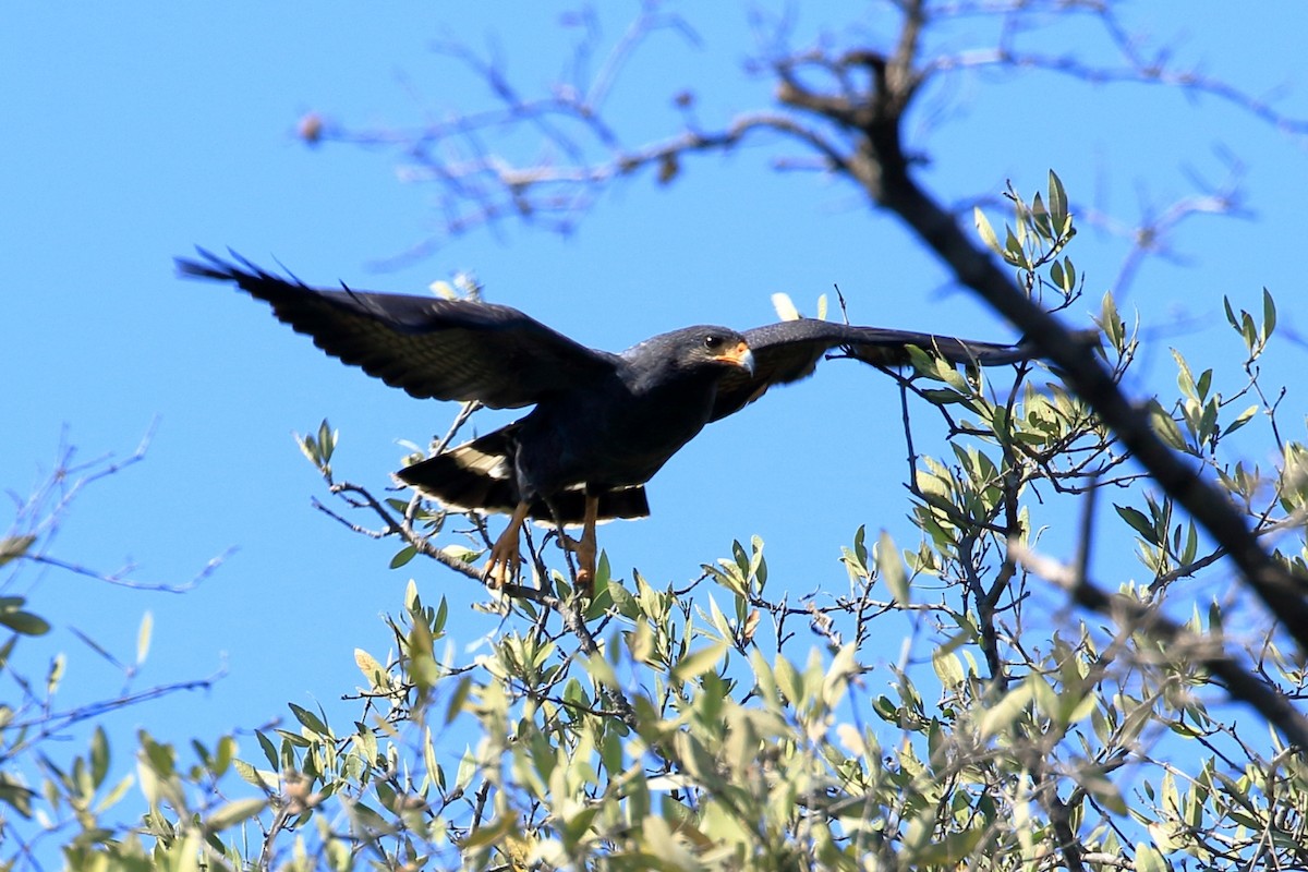 Common Black Hawk - ML614030585