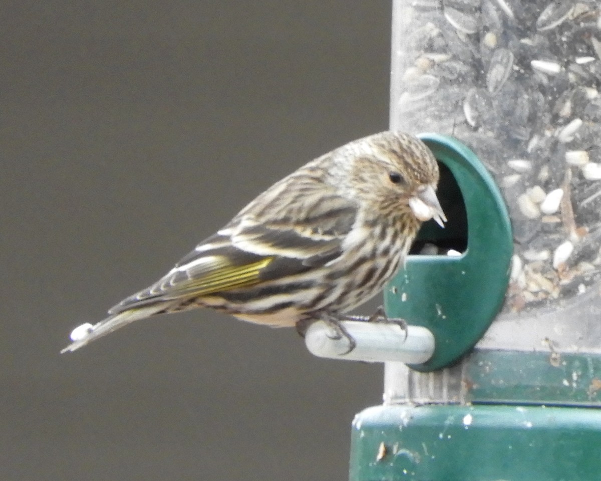 Pine Siskin - ML614030613