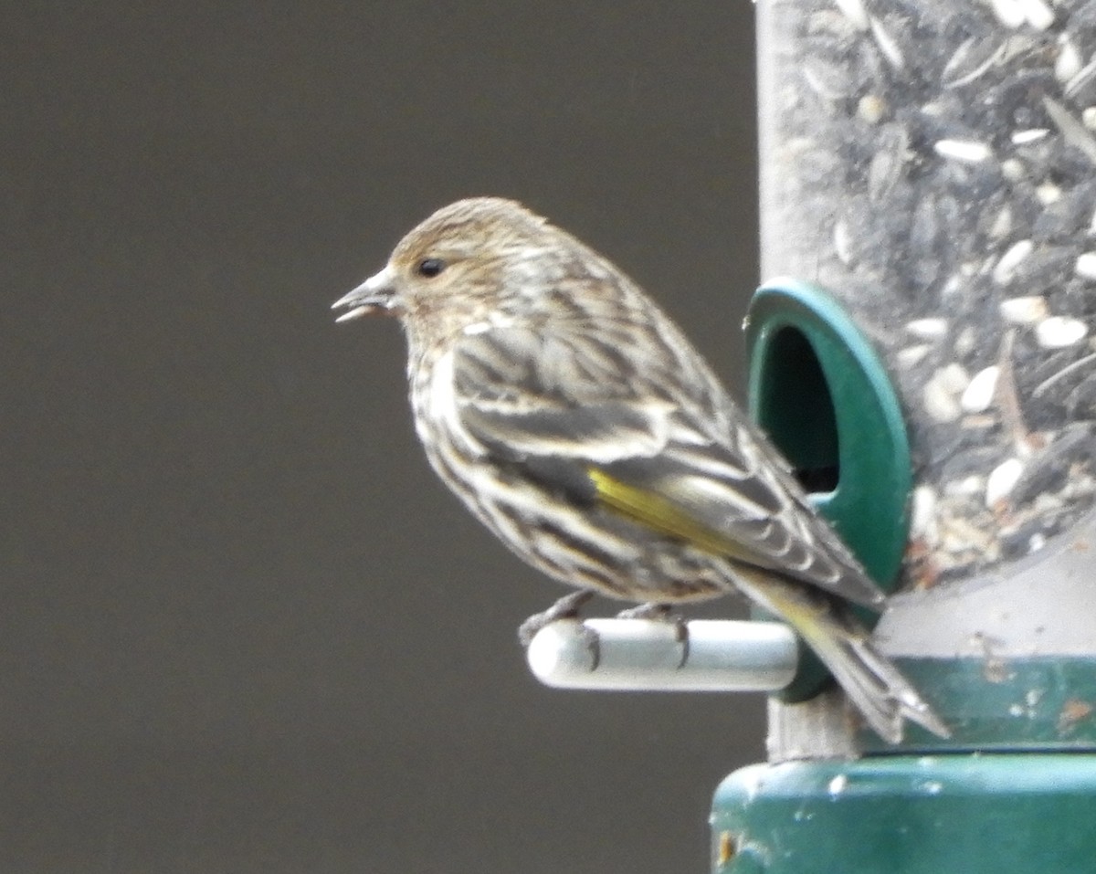 Pine Siskin - ML614030614