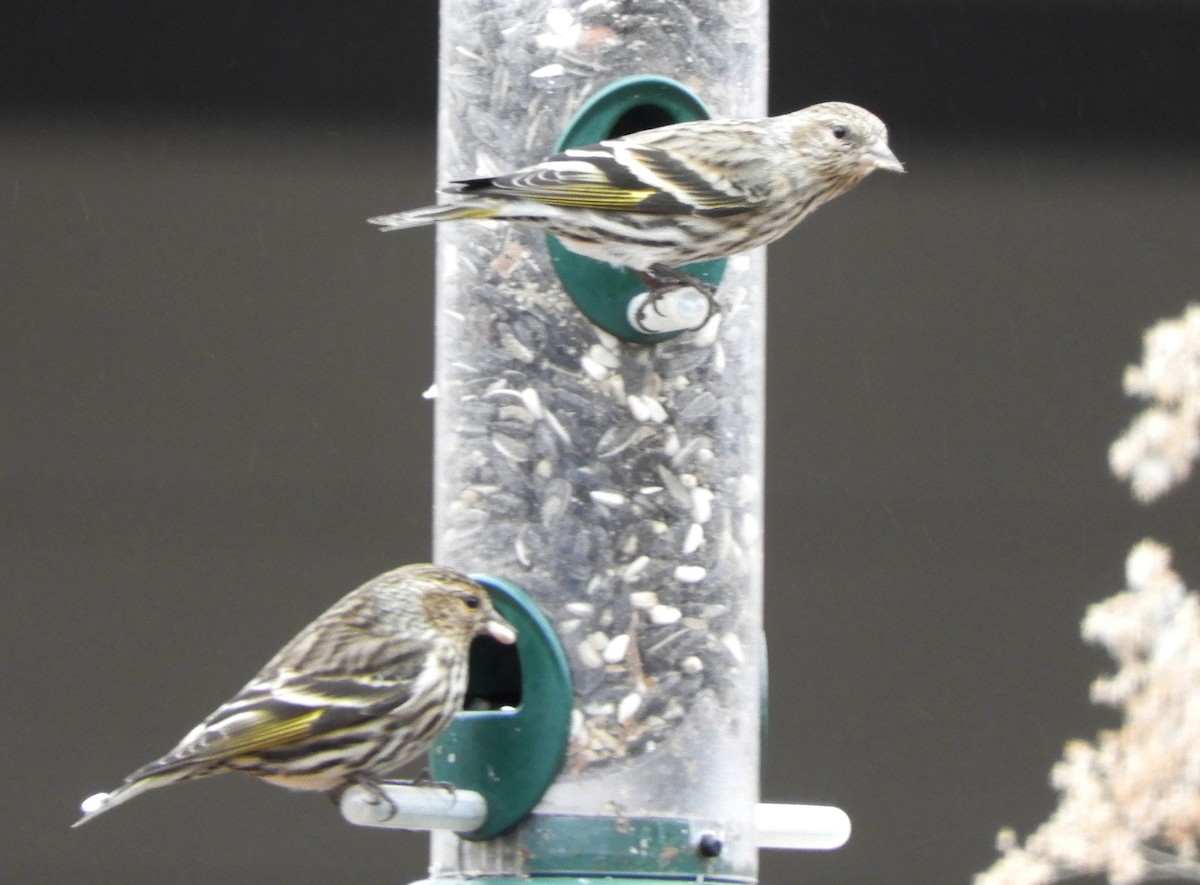 Pine Siskin - Joe Neal