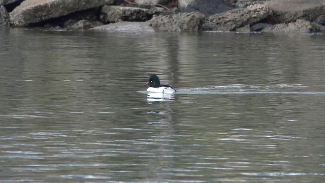 Common Goldeneye x Hooded Merganser (hybrid) - ML614030672