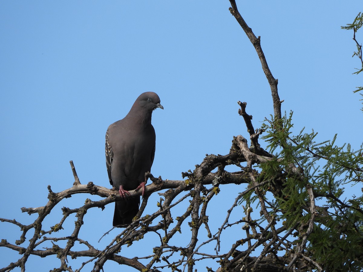 Spot-winged Pigeon - ML614030684