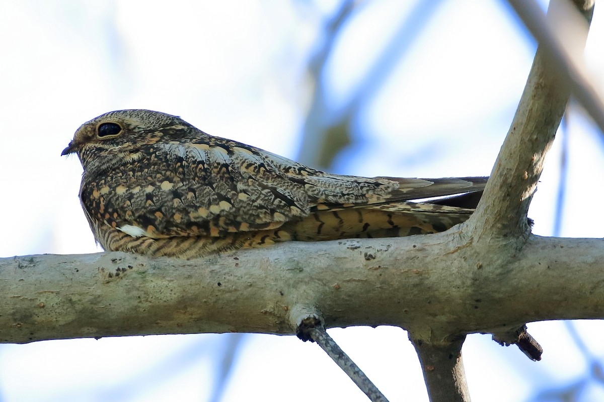 Lesser Nighthawk - Manfred Bienert