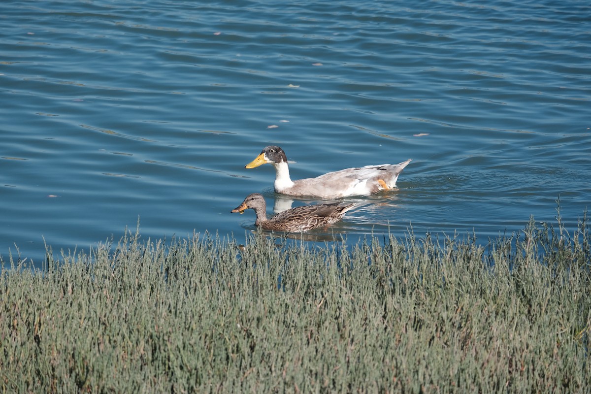 Muscovy Duck (Domestic type) - ML614030816
