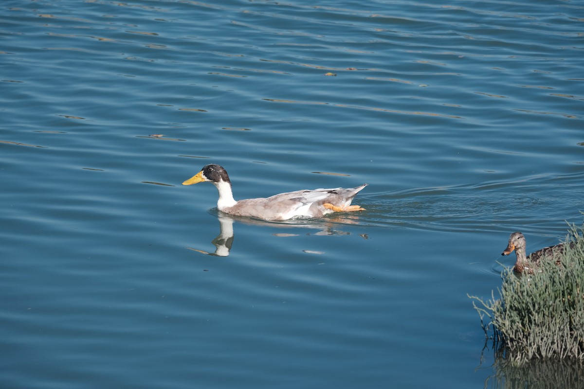 Muscovy Duck (Domestic type) - ML614030836