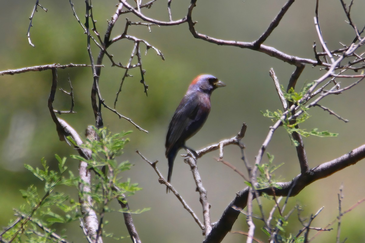 Varied Bunting - ML614030939