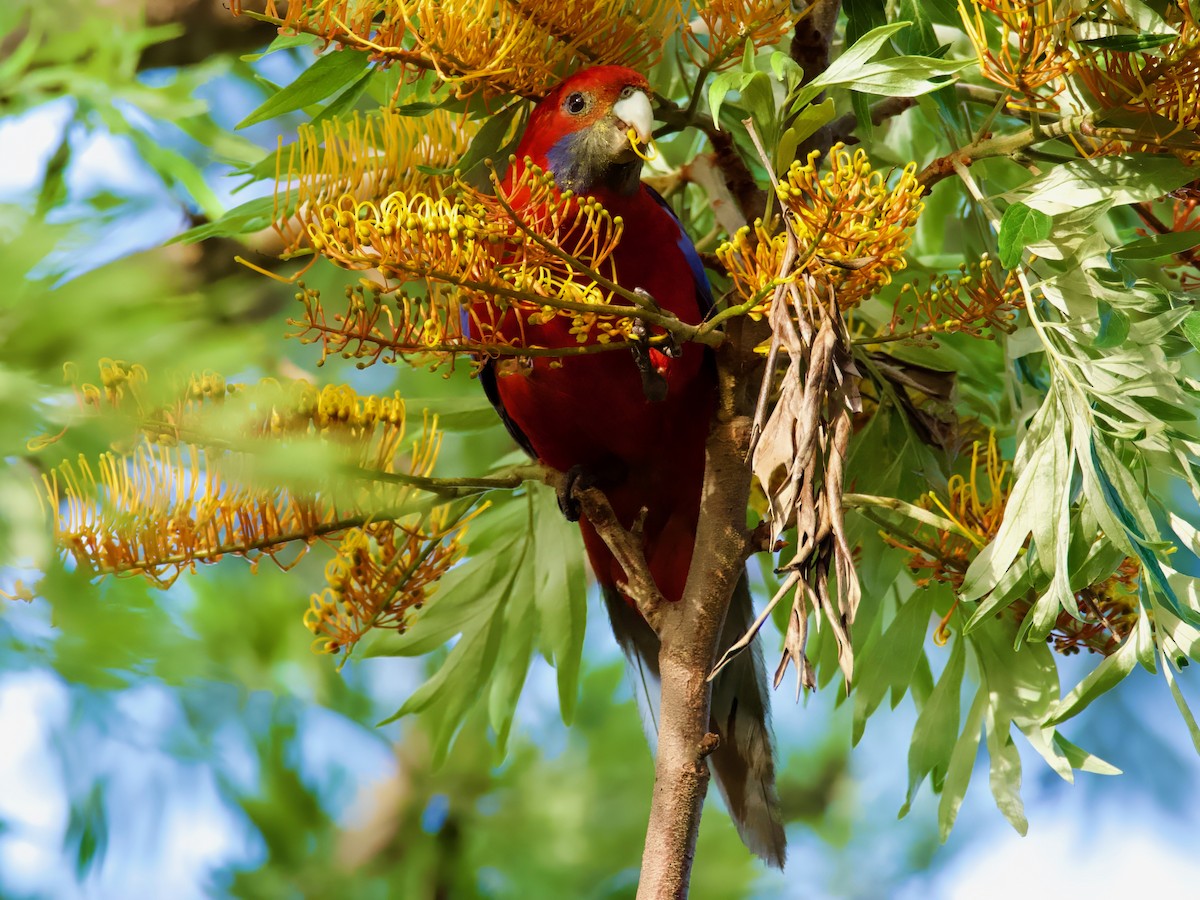 Crimson Rosella - ML614031029