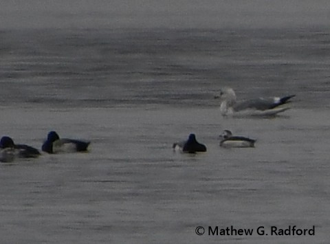 Long-tailed Duck - ML614031100