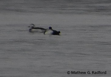 Long-tailed Duck - ML614031101