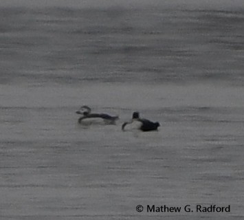 Long-tailed Duck - ML614031102