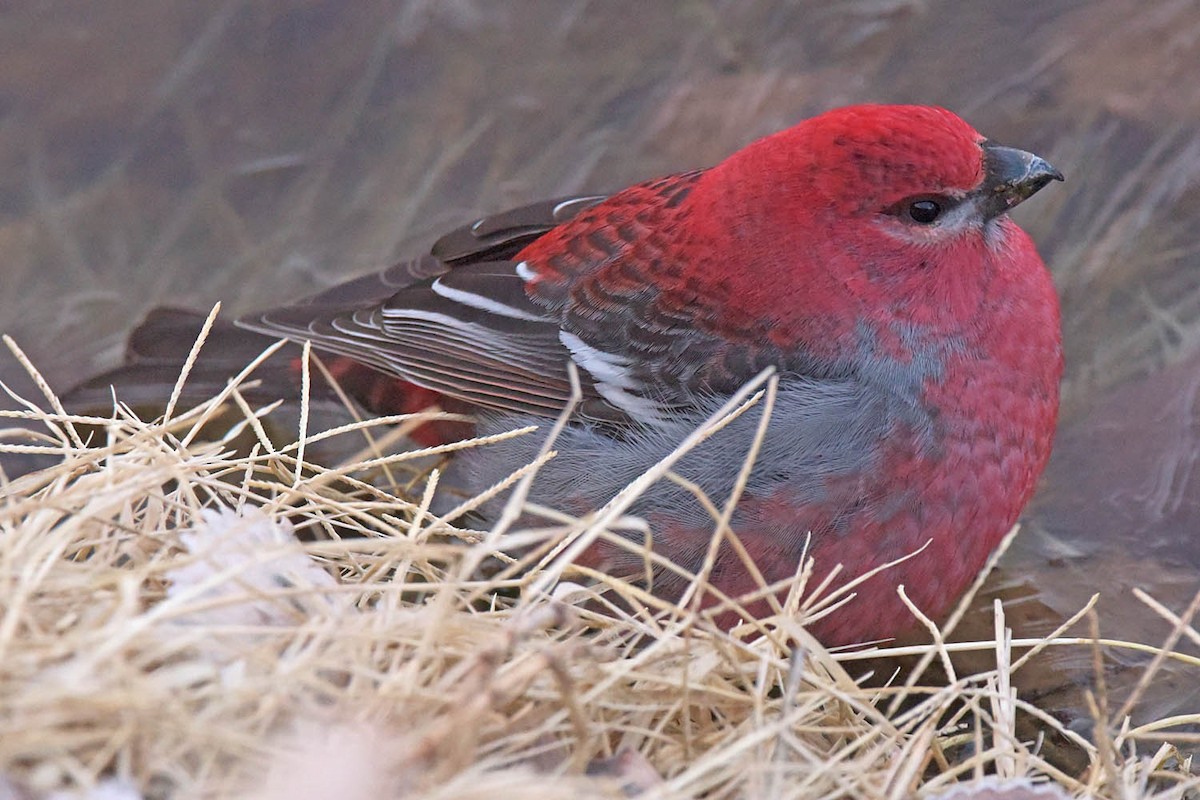 Pine Grosbeak - ML614031119