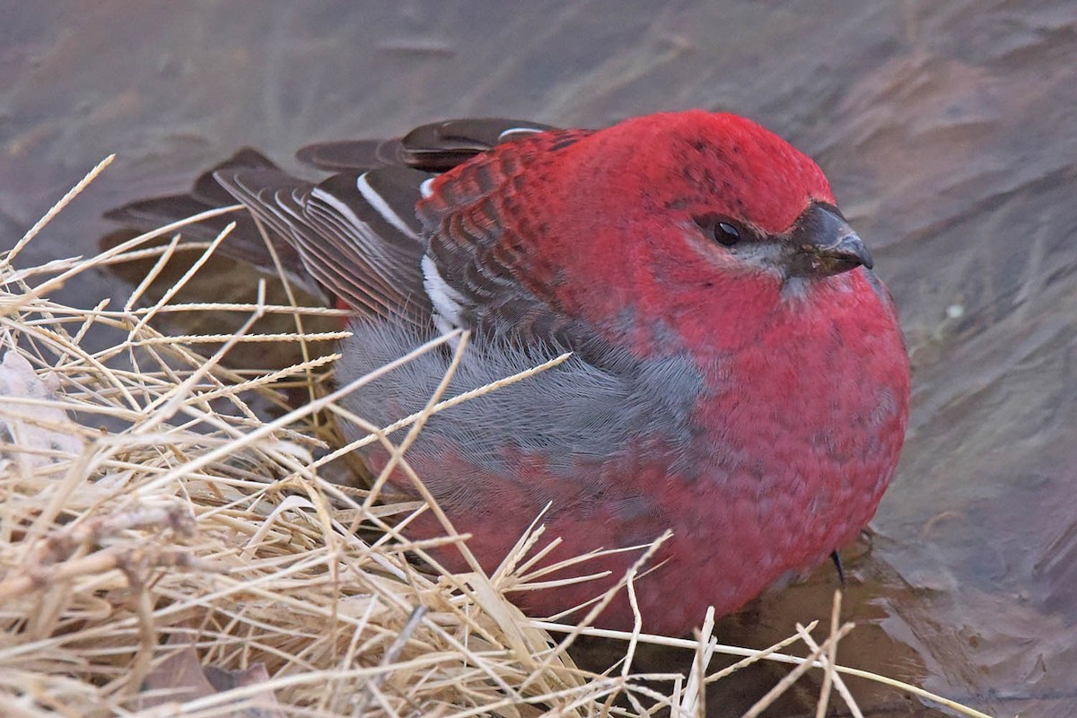 Pine Grosbeak - ML614031120