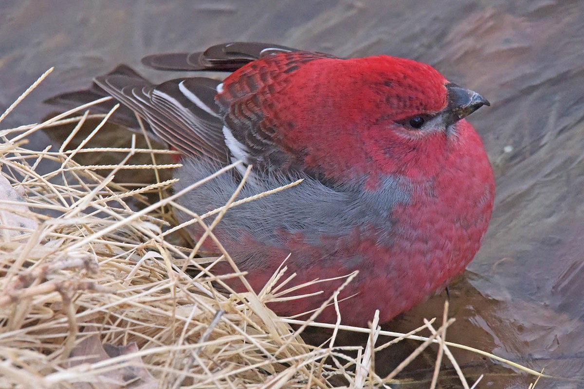 Pine Grosbeak - ML614031121