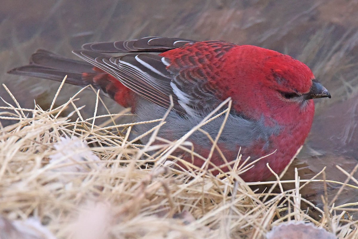 Pine Grosbeak - ML614031122