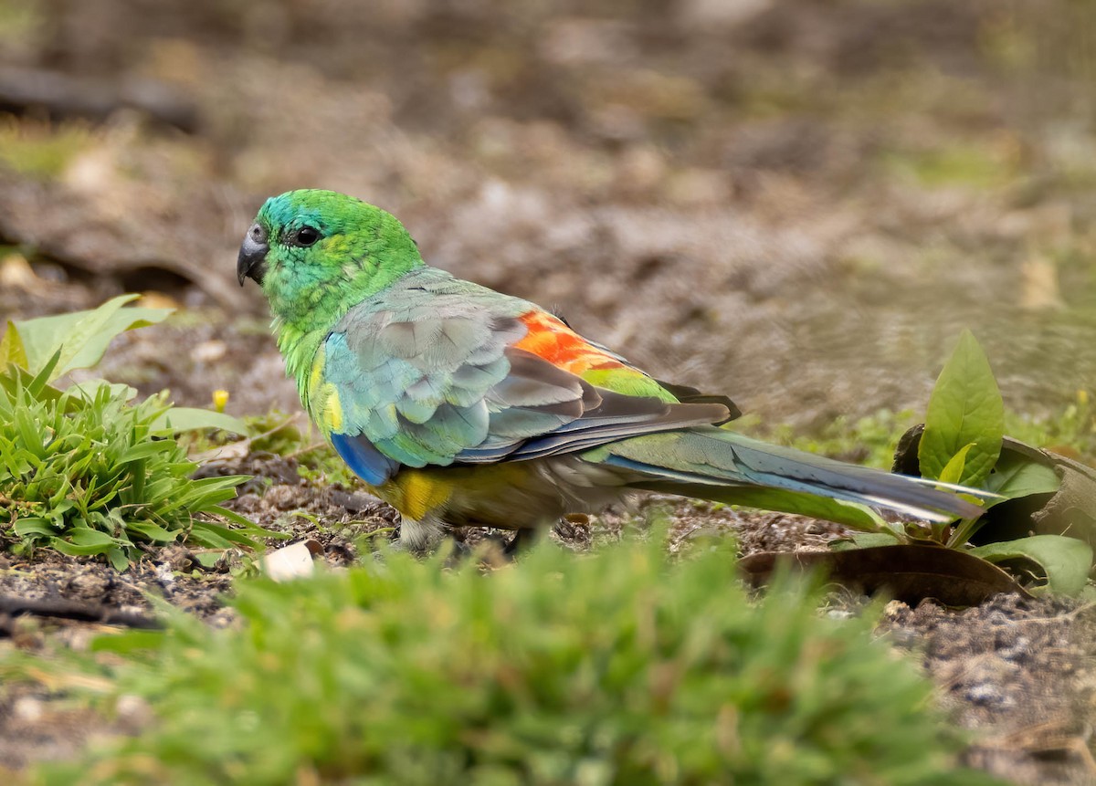 Red-rumped Parrot - ML614031183