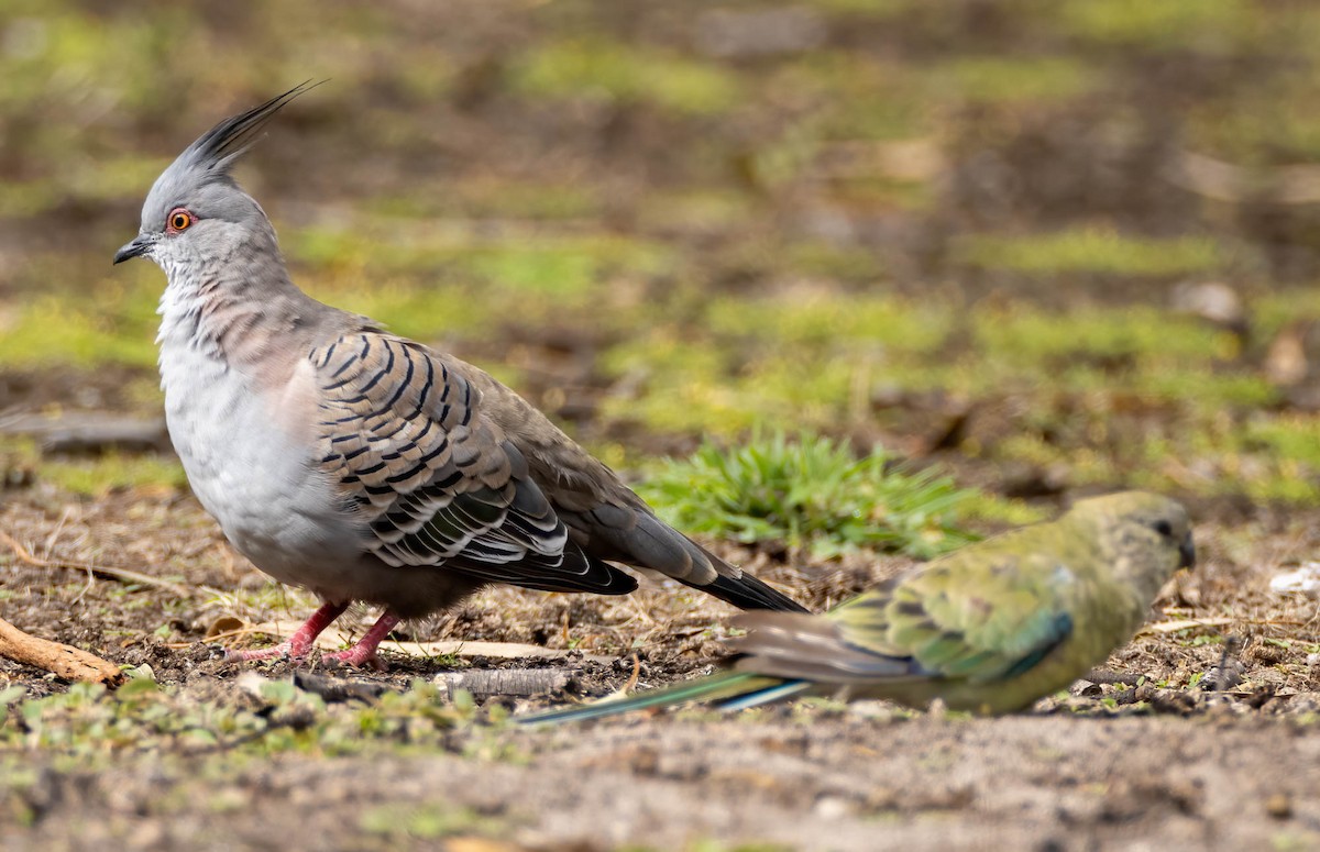 Crested Pigeon - ML614031198