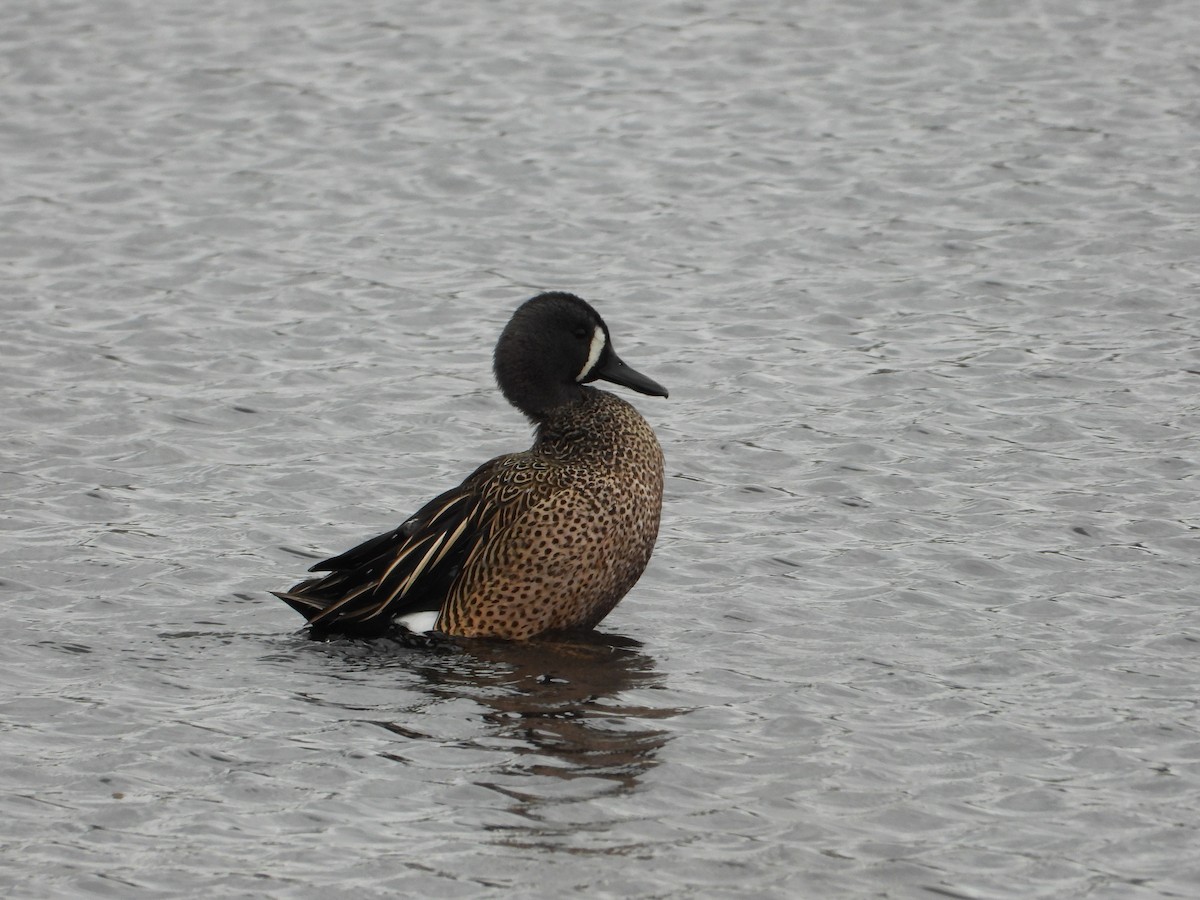 Blue-winged Teal - ML614031296