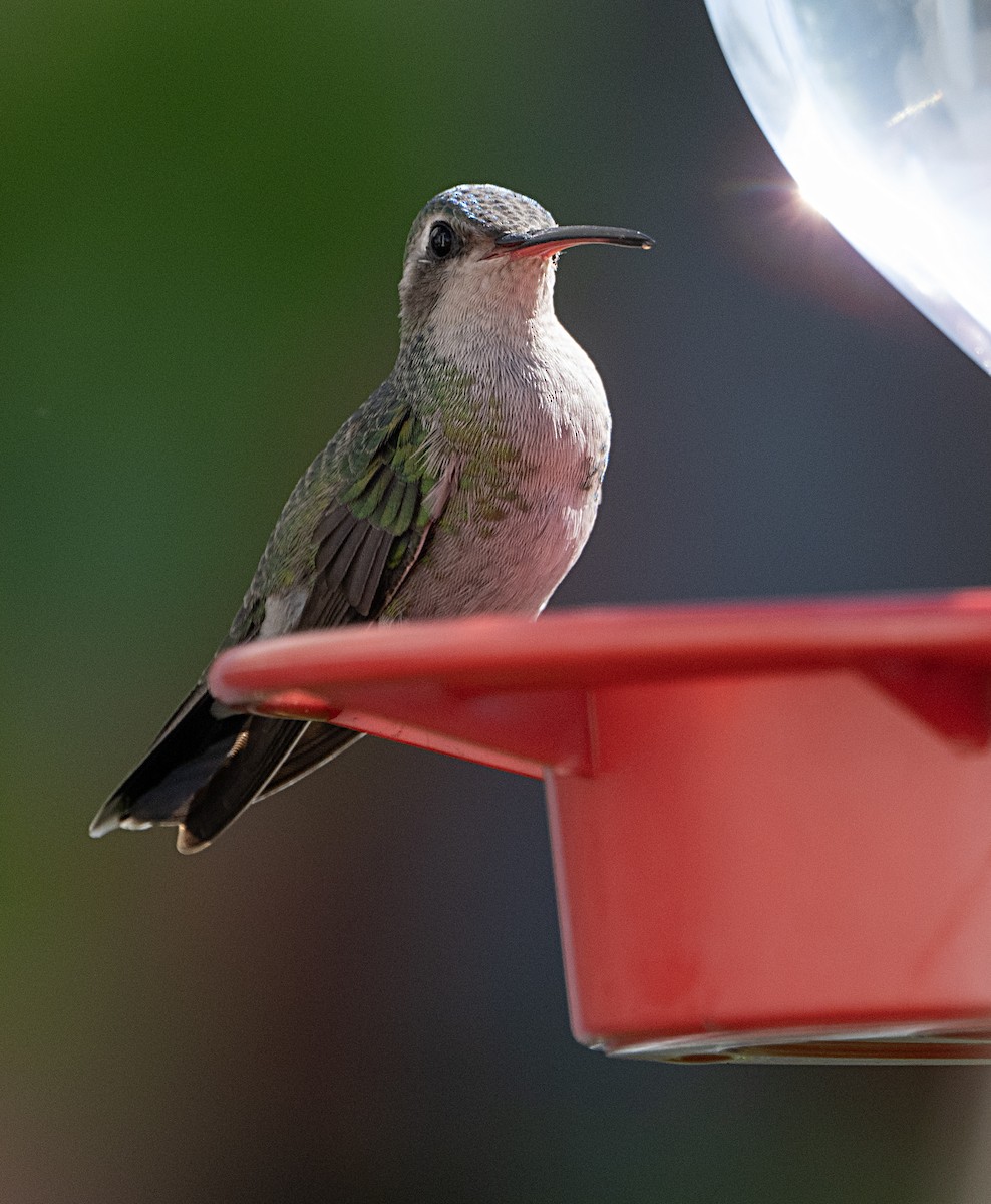 Broad-billed Hummingbird - ML614031336