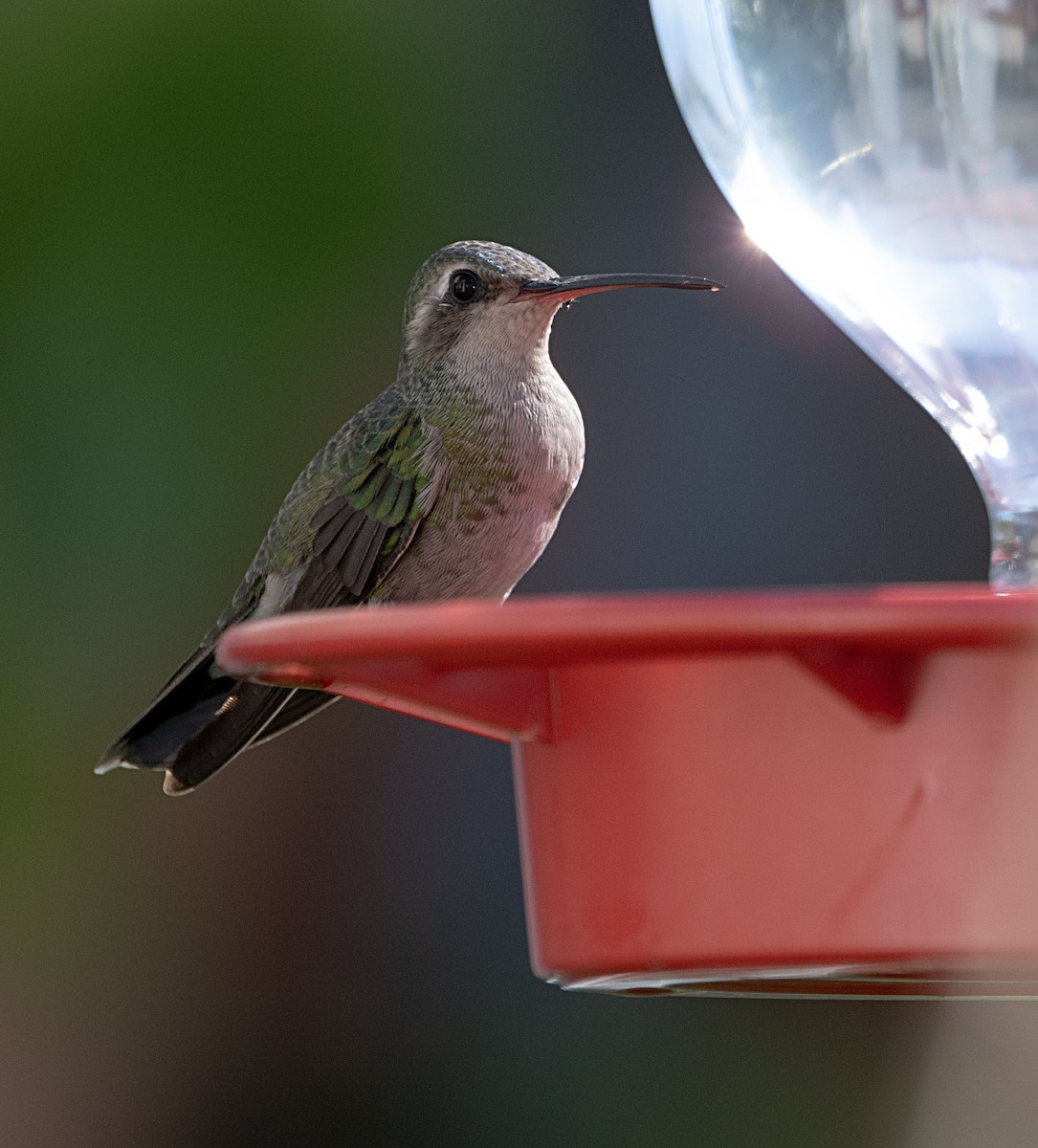 Broad-billed Hummingbird - ML614031337