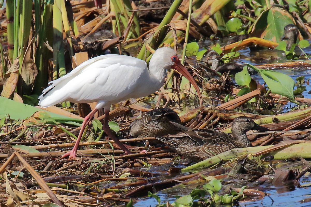 Blue-winged Teal - ML614031350