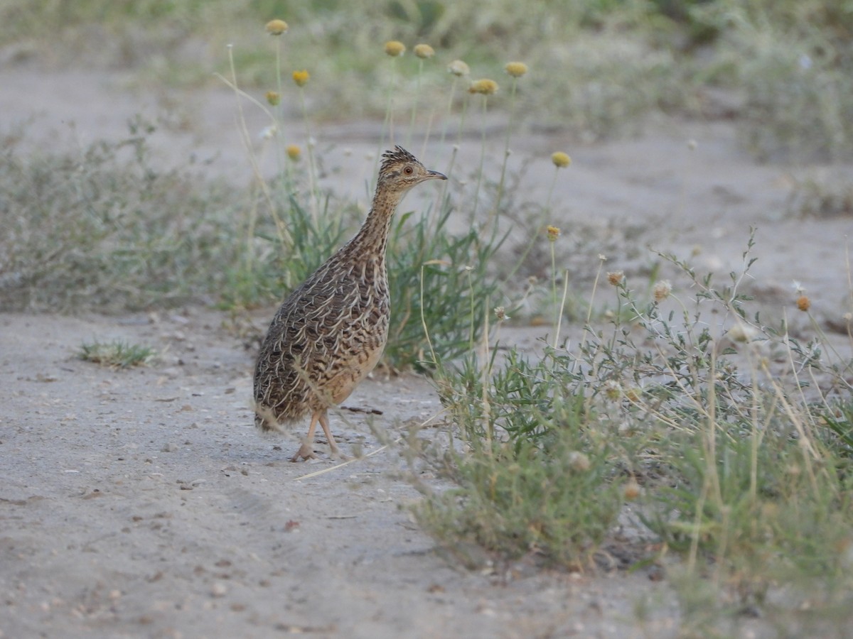 Tinamou de Darwin - ML614031420