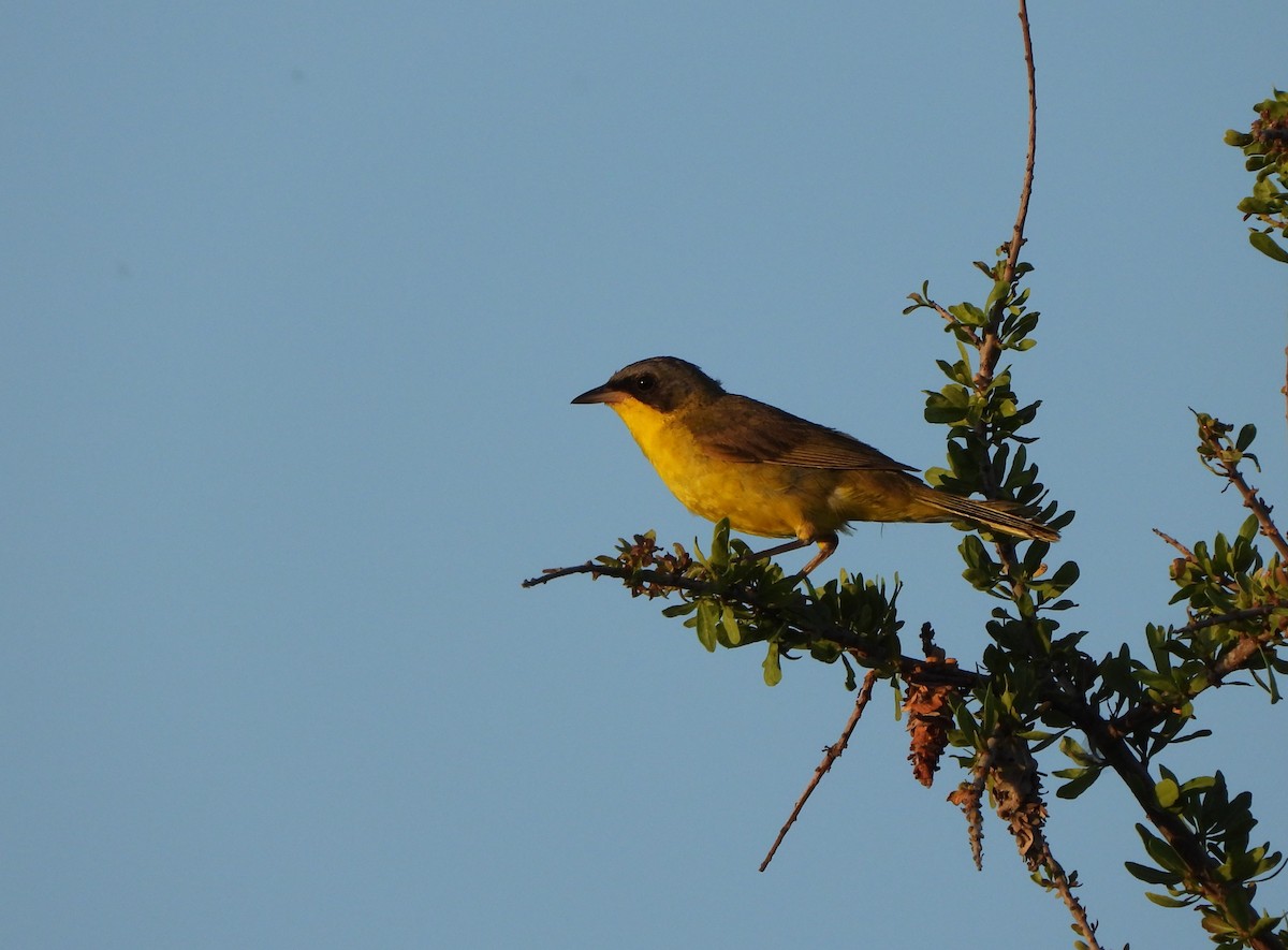 Brasiliengelbkehlchen - ML614031440