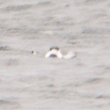 Black Guillemot (grylle Group) - ML614031459