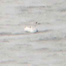 Black Guillemot (grylle Group) - ML614031460