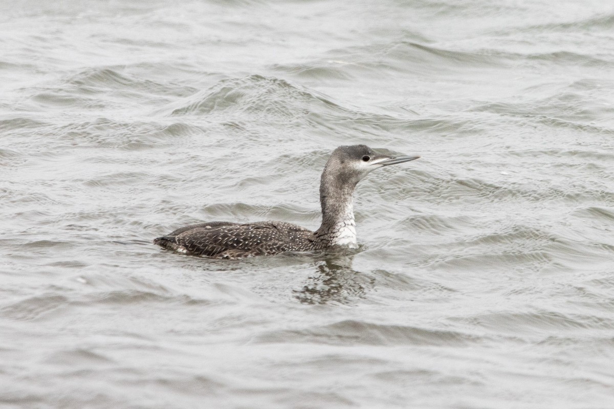 Red-throated Loon - ML614031547