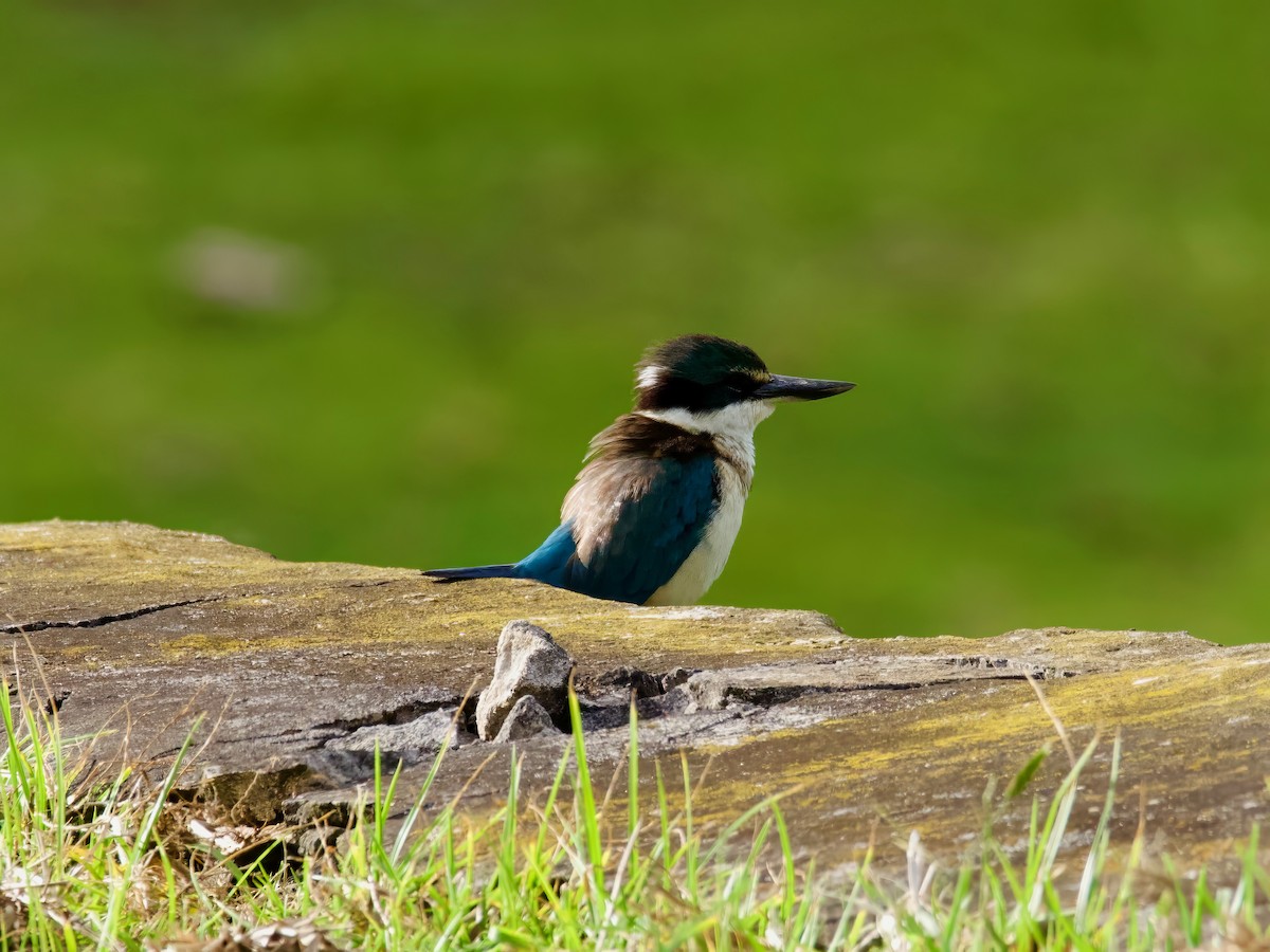 Sacred Kingfisher - ML614031570