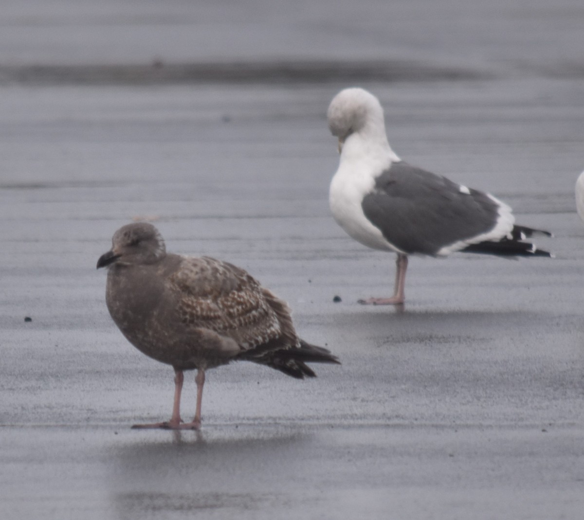 Western Gull - Bill Tweit