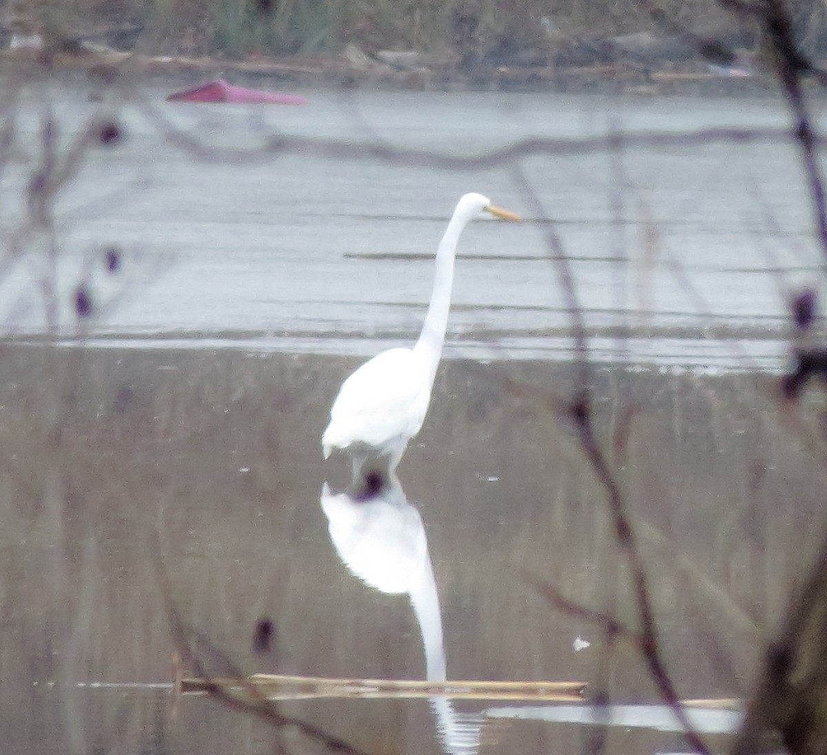 Great Egret - Bill Carrell