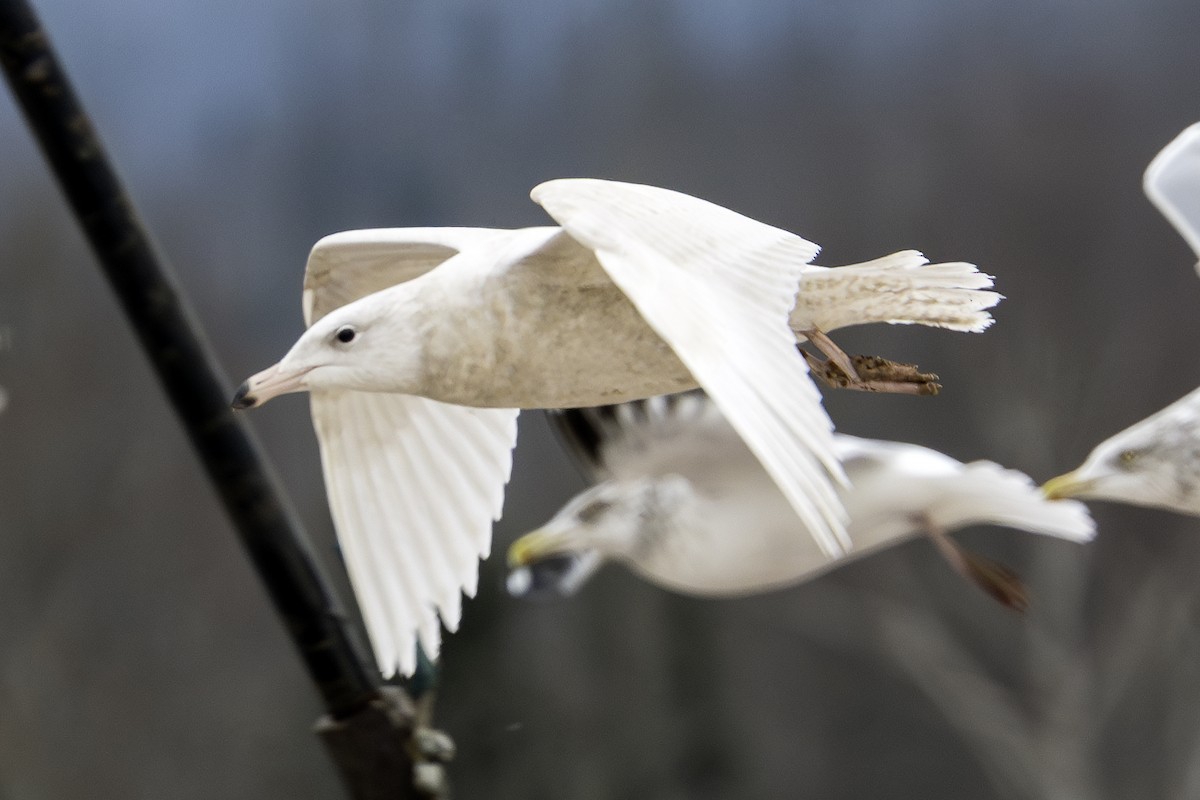 Glaucous Gull - ML614031698