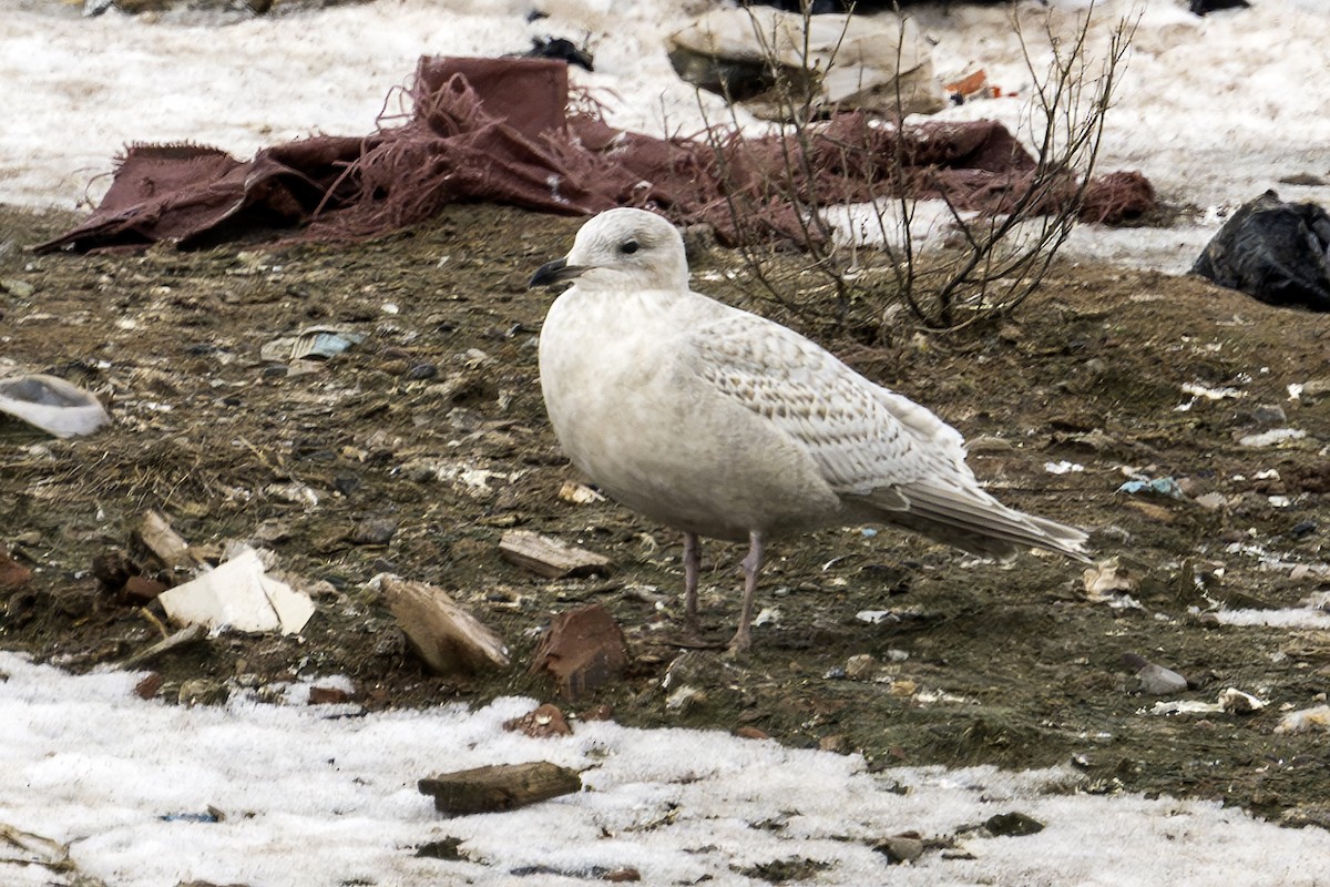 Iceland Gull - Barry Bruns