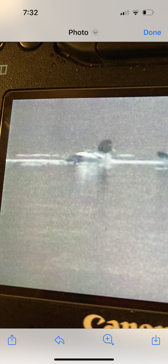 Barrow's Goldeneye - ML614031728