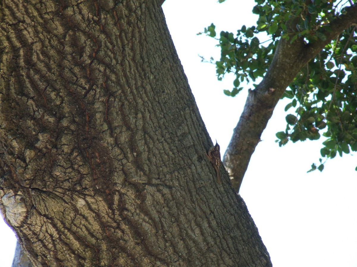 Brown Creeper - ML614031751