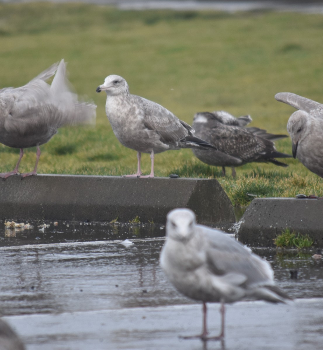 Herring x Glaucous-winged Gull (hybrid) - ML614031753