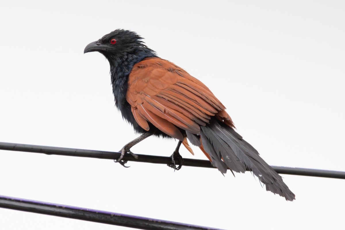 Greater Coucal - ML614031806