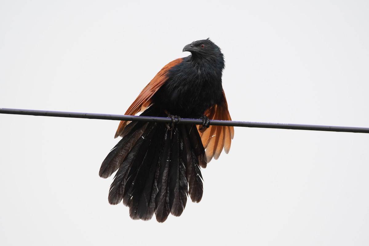 Greater Coucal - ML614031816