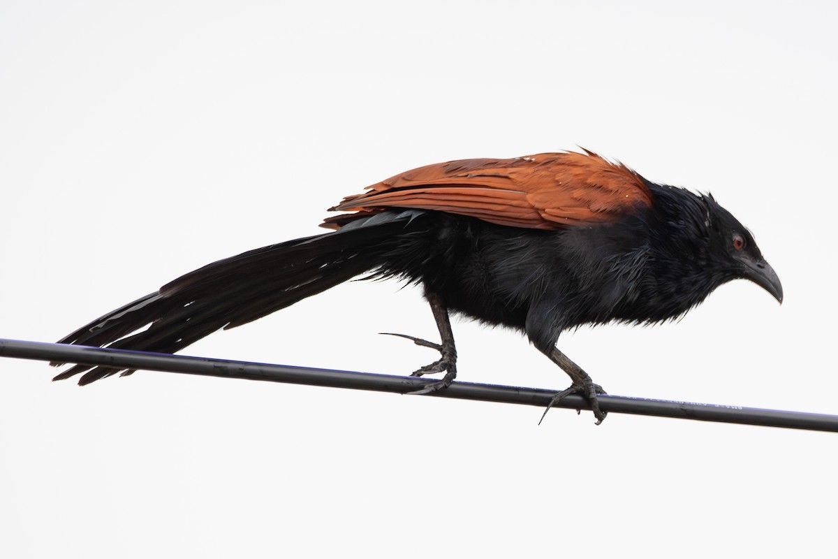 Greater Coucal - ML614031824
