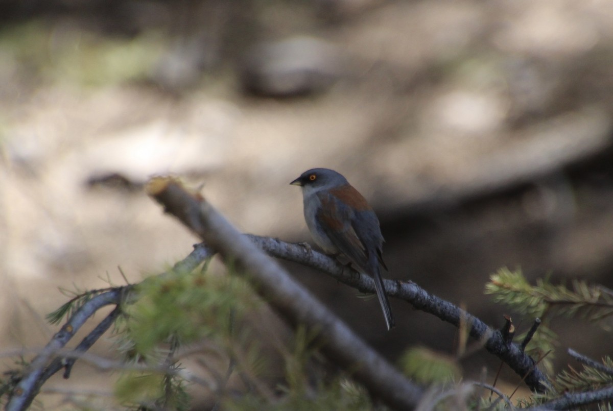 Yellow-eyed Junco - Nancy Braun