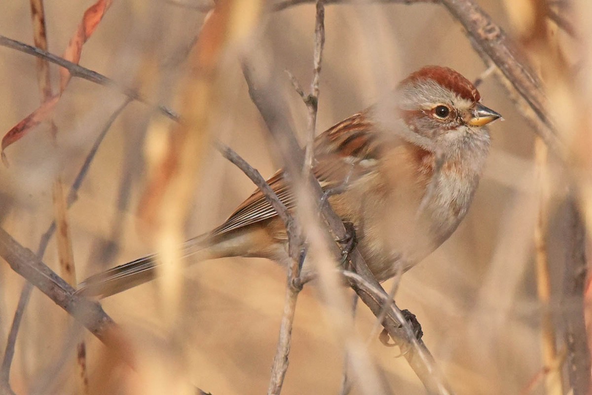 American Tree Sparrow - Troy Hibbitts