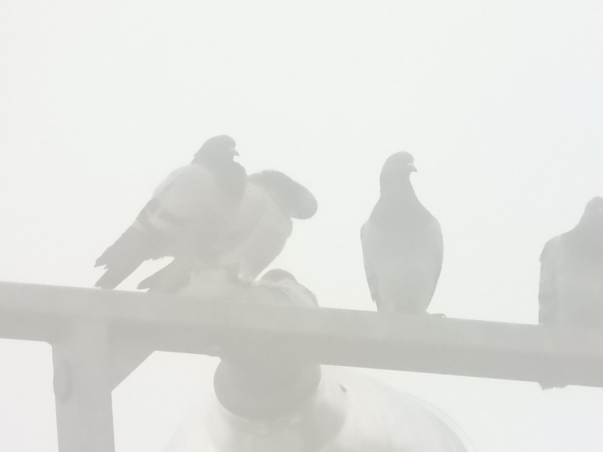 Rock Pigeon (Feral Pigeon) - ML614031942