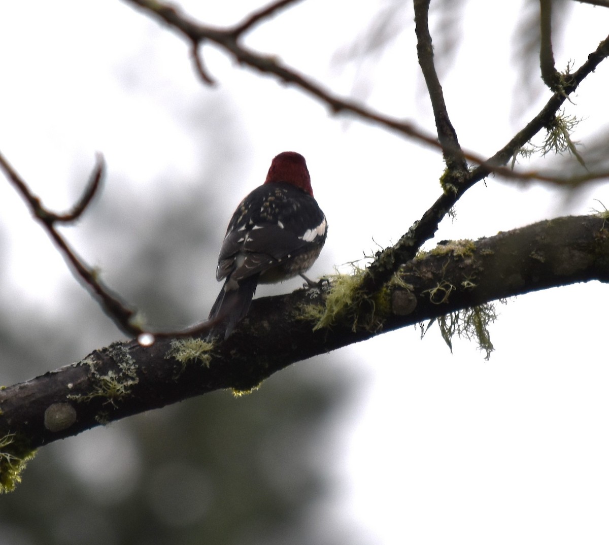 Red-breasted Sapsucker - ML614031949